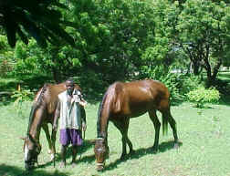 Charlie and Fulmine in the garden at tiwi beach.